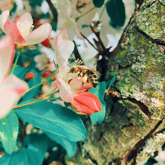 A honeybee pollinating delicate pink and white spring blossoms on a tree branch