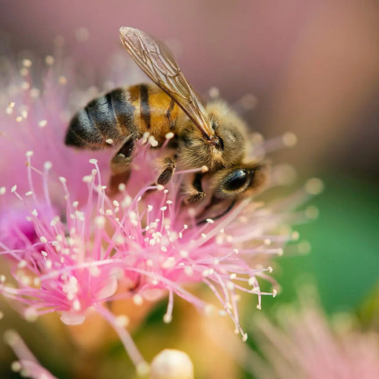 Close-up of a honeybee collecting pollen from a fluffy pink mimosa flower