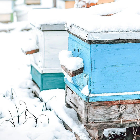 Rows of wooden beehive boxes covered in fresh snow in winter