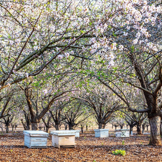 Wooden beehive boxes placed in a blooming almond orchard in spring