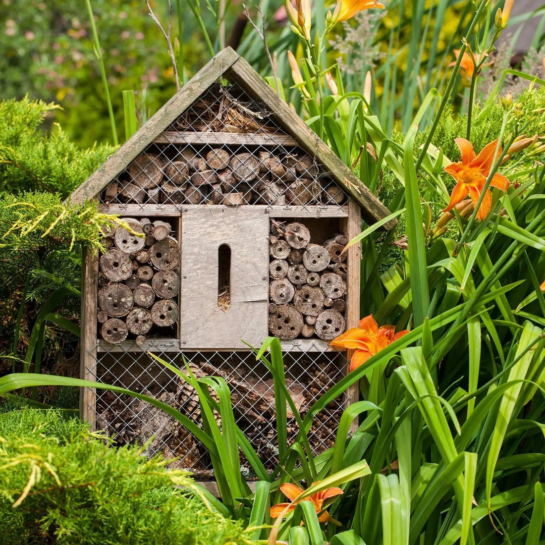 A wooden bee hotel filled with hollow stems and tubes, nestled among orange daylilies and greenery