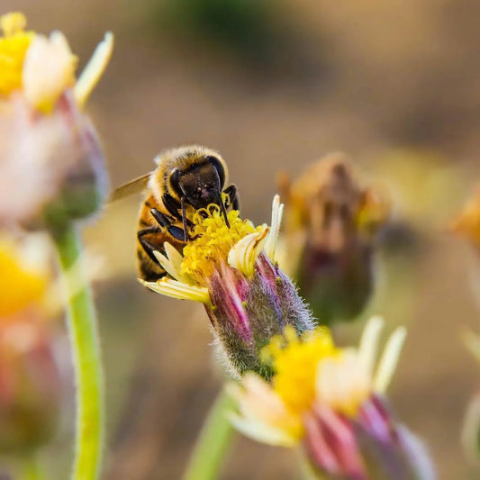 A honeybee gathering pollen from a cluster of small yellow and pink wildflowers