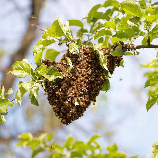 A large swarm of honeybees clustered together hanging from a leafy tree branch