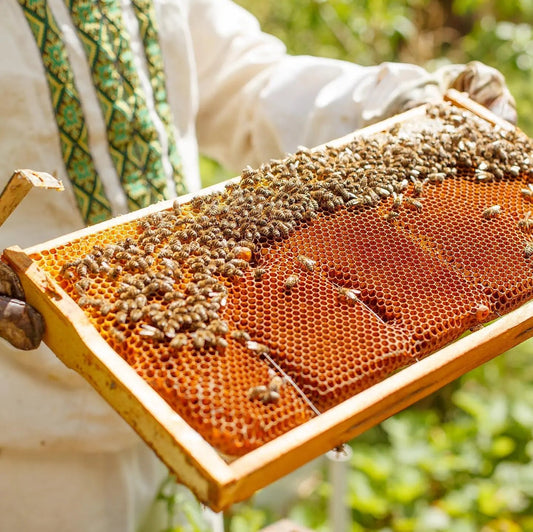 Beekeeper in protective gear inspecting a frame covered in honeybees and honeycomb