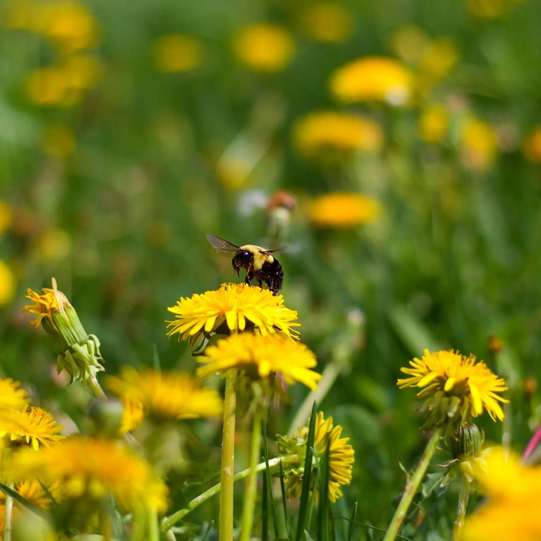 Spring Flowers aren't the Best Pollinators