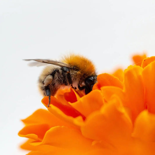 A fuzzy bee gathering pollen from a bright orange marigold flower