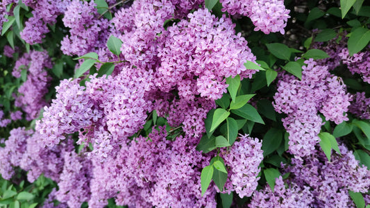 Lilac season is coming, here are some quick tips about the flower.