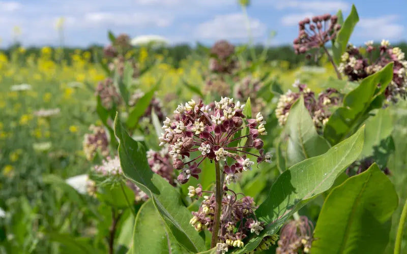 Blooming milkweed flowers in a wildflower field, a key plant for pollinator gardens