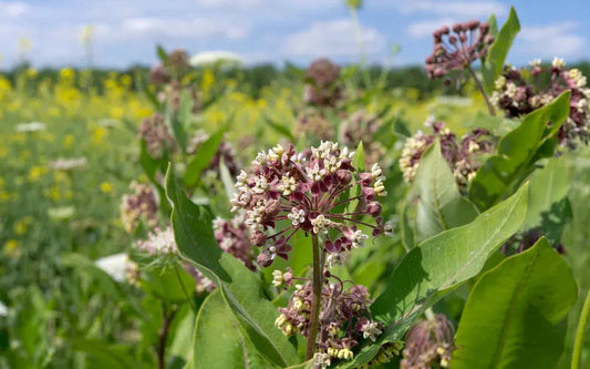 Blooming milkweed flowers in a wildflower field, a key plant for pollinator gardens