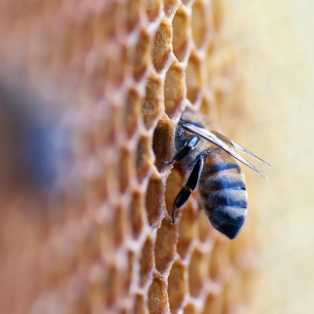 Close-up of a honeybee emerging from honeycomb cells